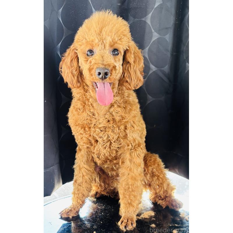 販売中の神奈川県のトイプードル-390475