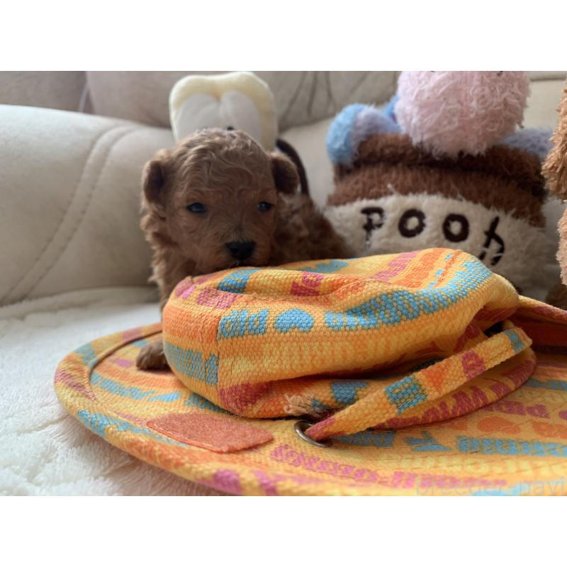 販売中の岩手県のティーカッププードル-441399の2枚目