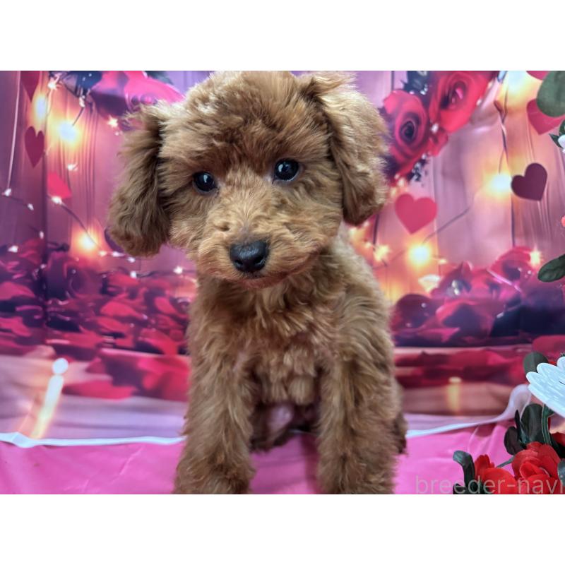 販売中の栃木県のトイプードル-423584