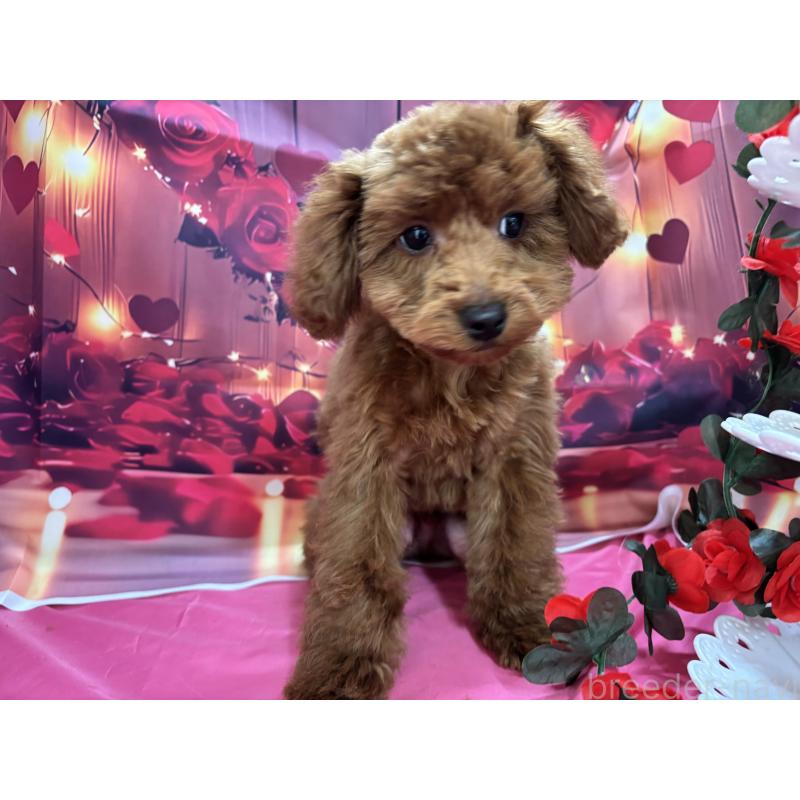 販売中の栃木県のトイプードル-423584の11枚目