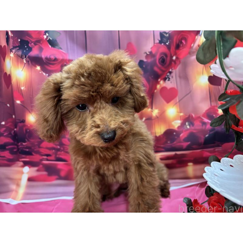 販売中の栃木県のトイプードル-423584の10枚目