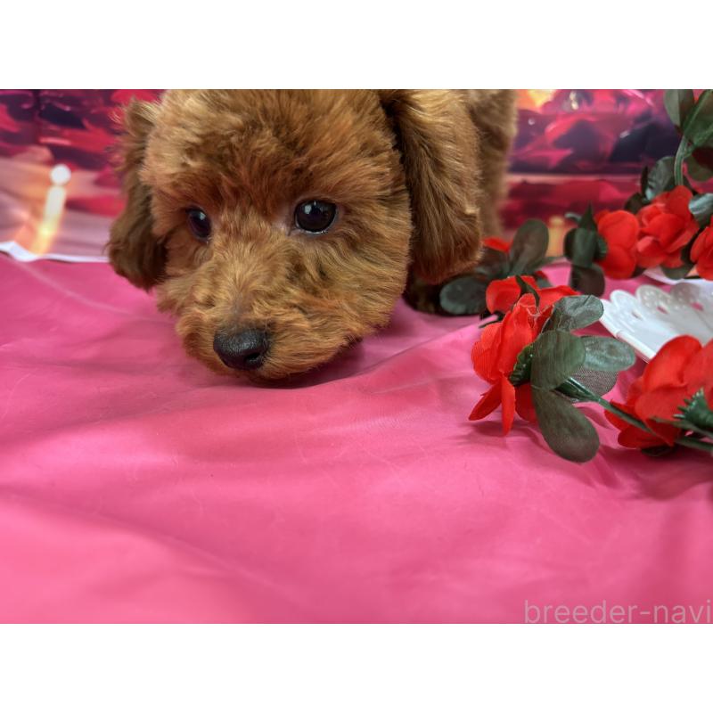 販売中の栃木県のトイプードル-423584の9枚目