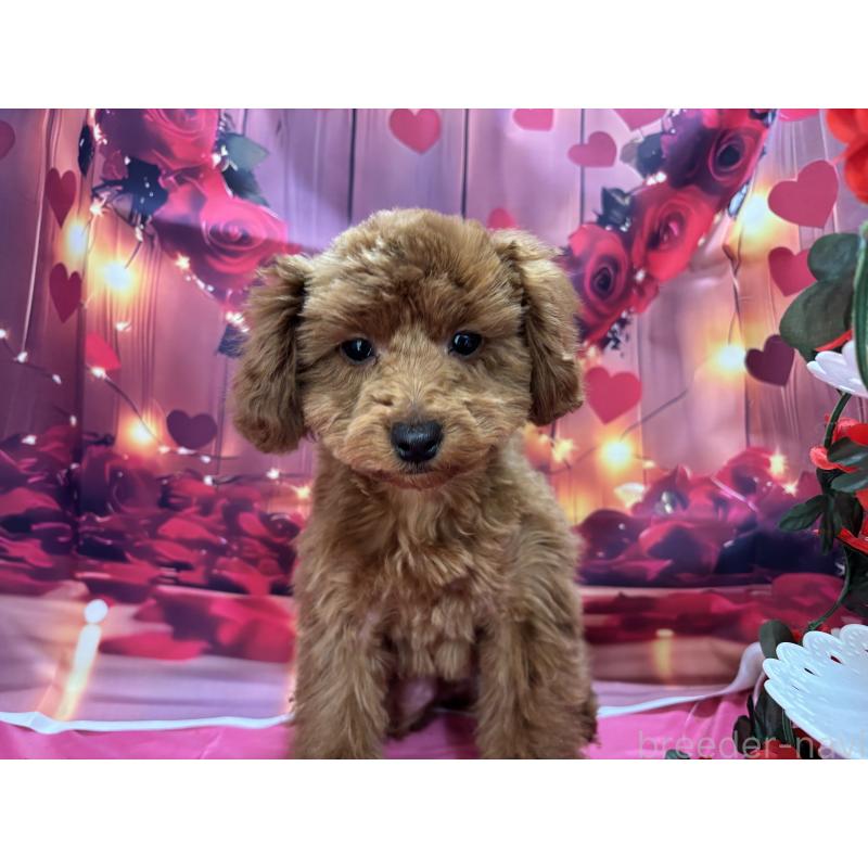 販売中の栃木県のトイプードル-423584の8枚目