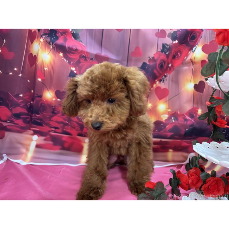 販売中の栃木県のトイプードル-423584の7枚目