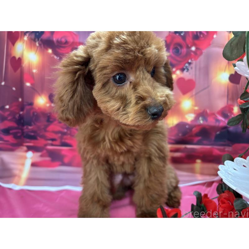 販売中の栃木県のトイプードル-423584の6枚目