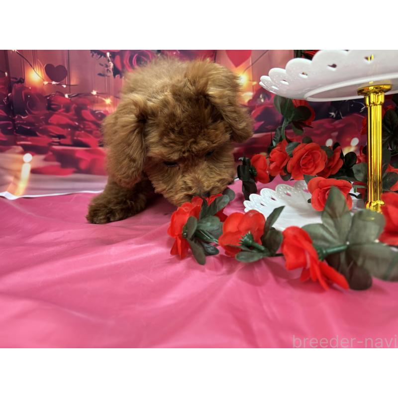 販売中の栃木県のトイプードル-423584の5枚目