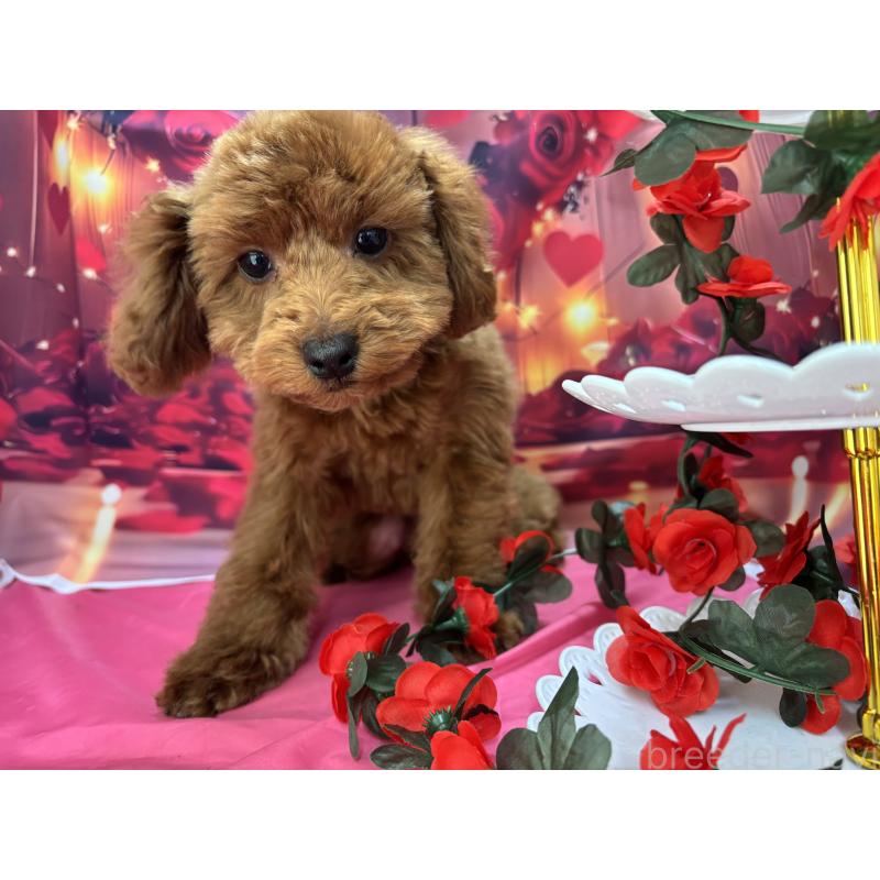 販売中の栃木県のトイプードル-423584の4枚目