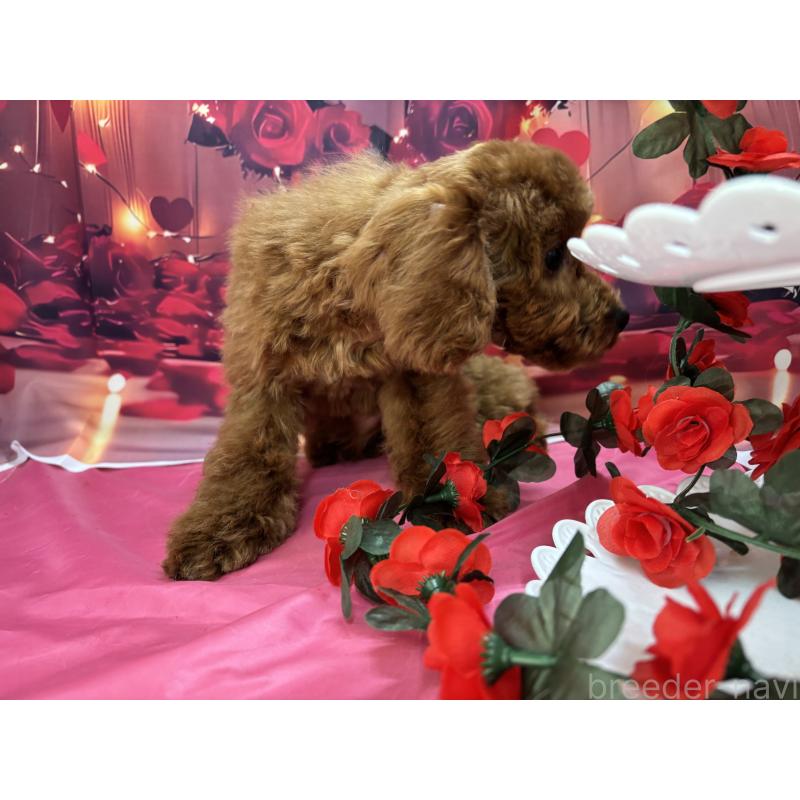 販売中の栃木県のトイプードル-423584の3枚目