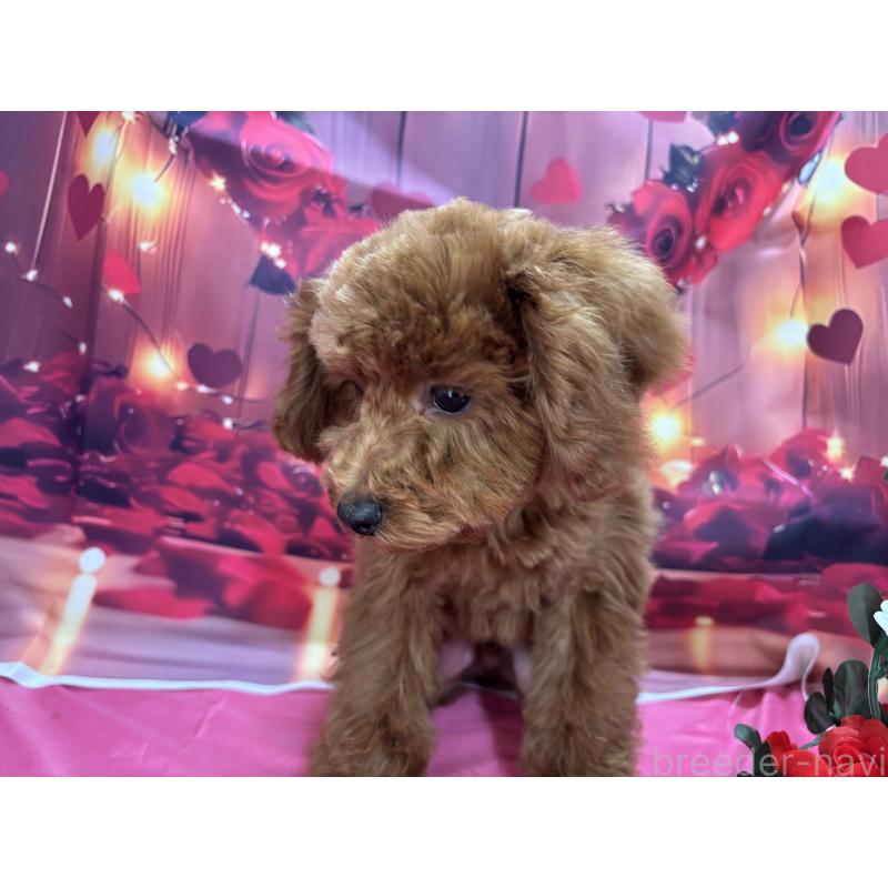 販売中の栃木県のトイプードル-423584の2枚目