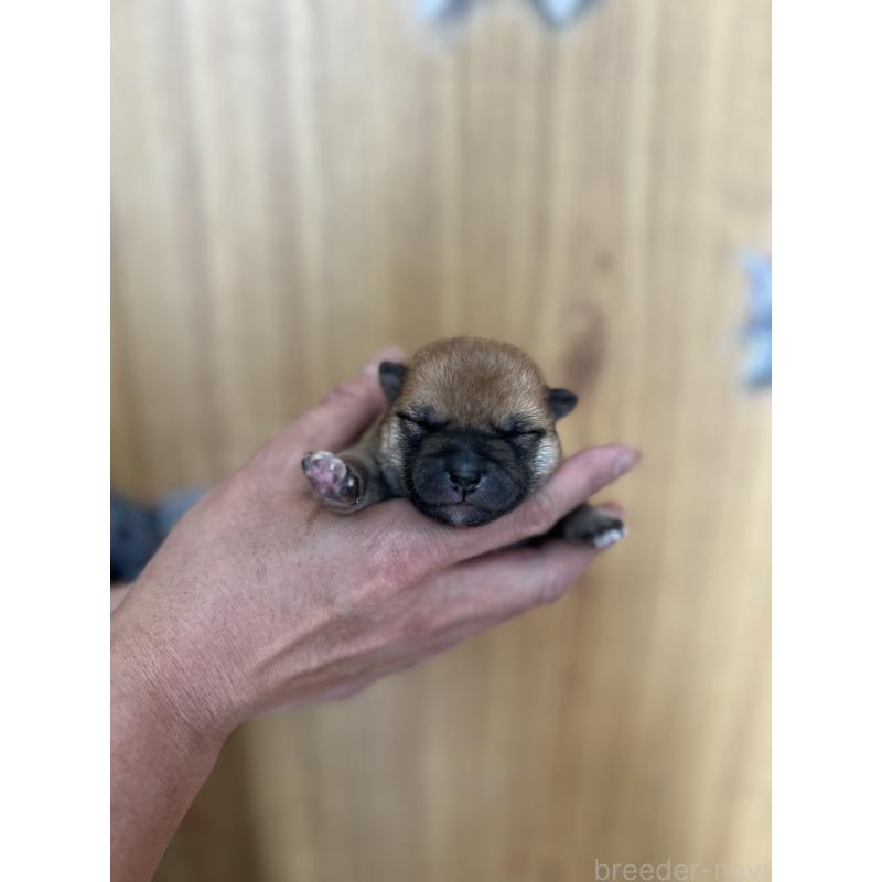 販売中の埼玉県の柴犬-441400の5枚目