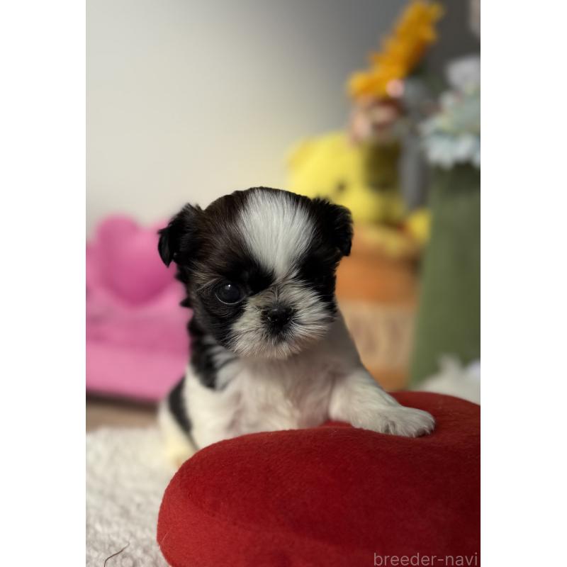 販売中の宮崎県のシーズー-437247の8枚目