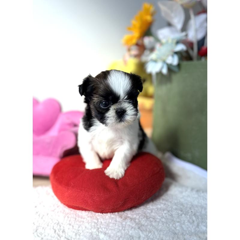 販売中の宮崎県のシーズー-437247の7枚目