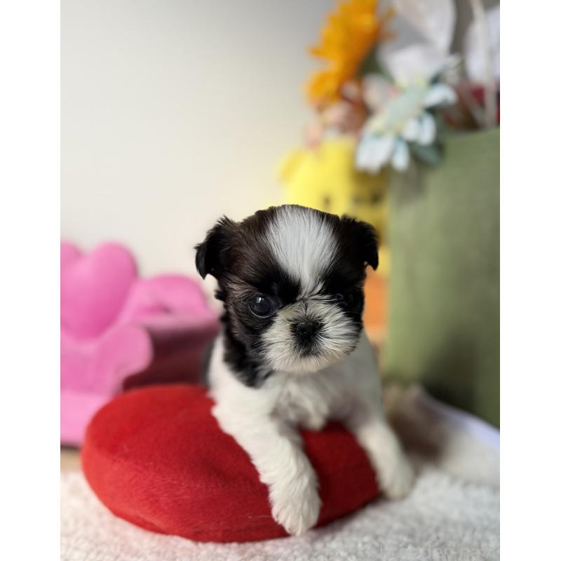 販売中の宮崎県のシーズー-437247の6枚目