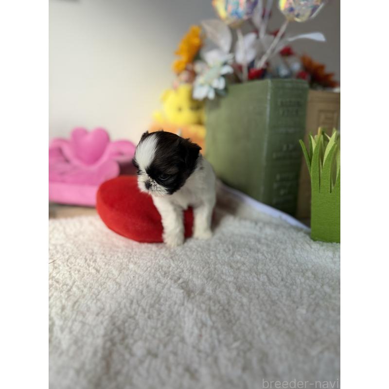 販売中の宮崎県のシーズー-437247の5枚目