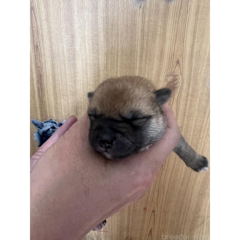 販売中の埼玉県の柴犬-441400の4枚目