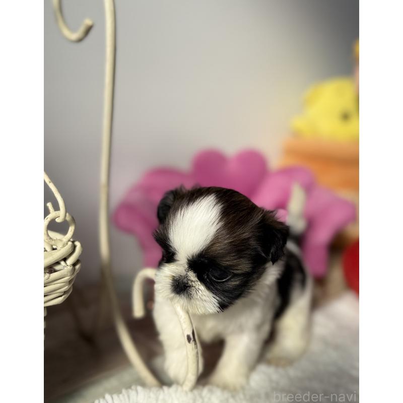 販売中の宮崎県のシーズー-437247の4枚目