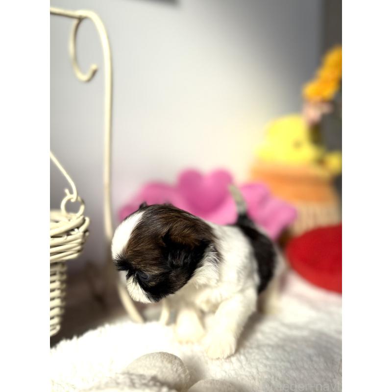 販売中の宮崎県のシーズー-437247の3枚目