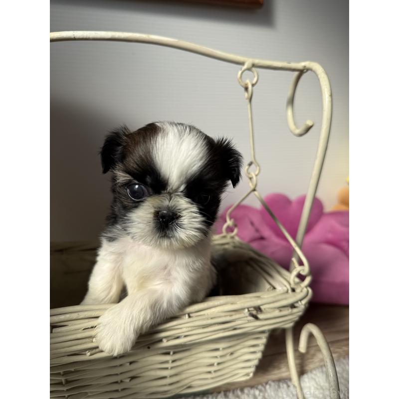 販売中の宮崎県のシーズー-437247の2枚目