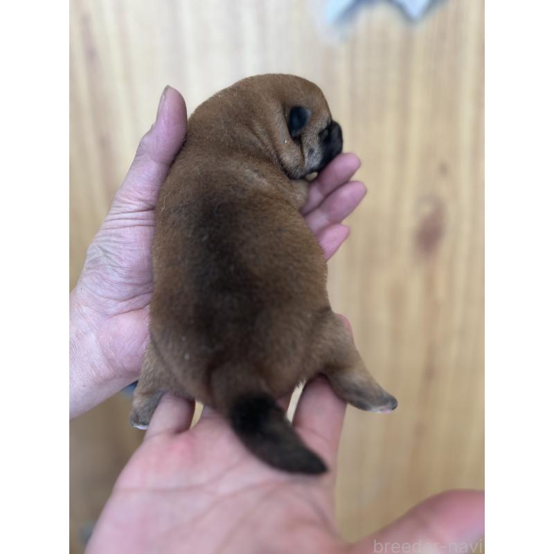 販売中の埼玉県の柴犬-441400の2枚目