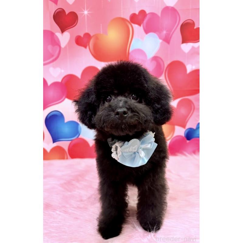 販売中の福岡県のタイニープードル-429959の8枚目