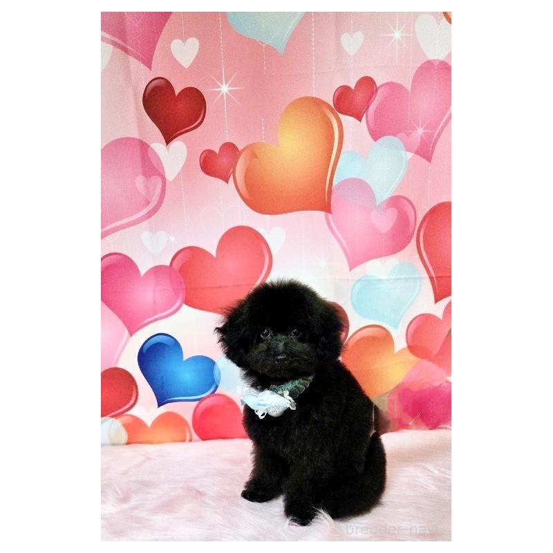 販売中の福岡県のタイニープードル-429959の7枚目