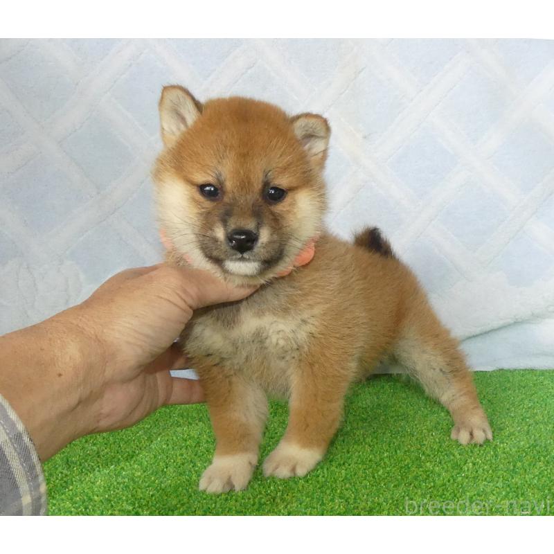 販売中の静岡県の柴犬-441401の8枚目