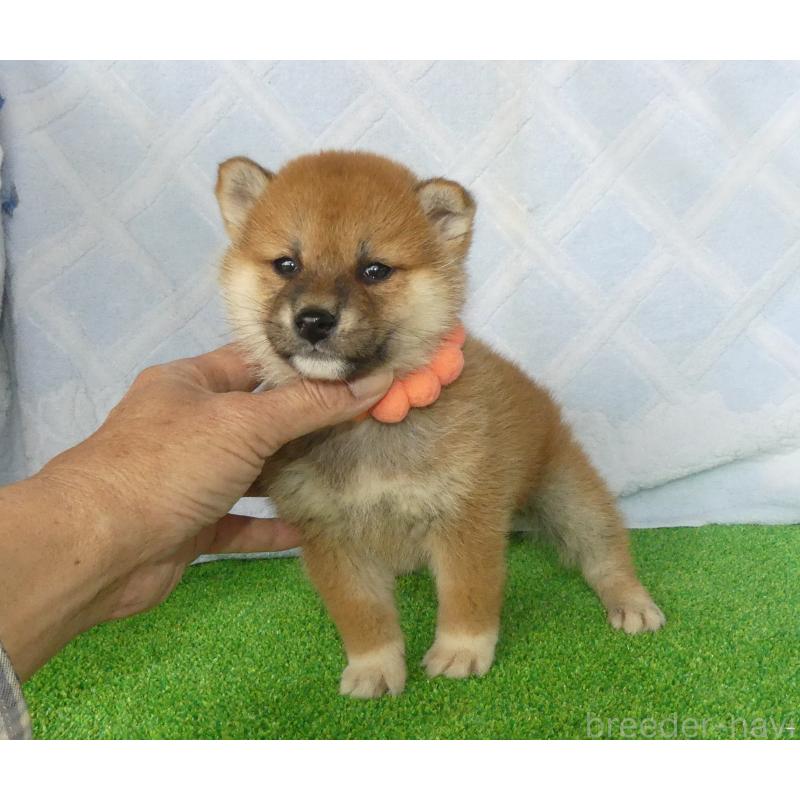 販売中の静岡県の柴犬-441401の7枚目