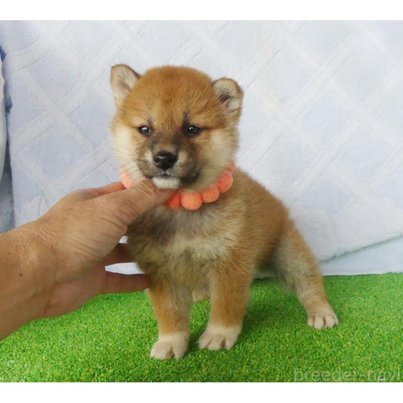 販売中の静岡県の柴犬-441401の5枚目