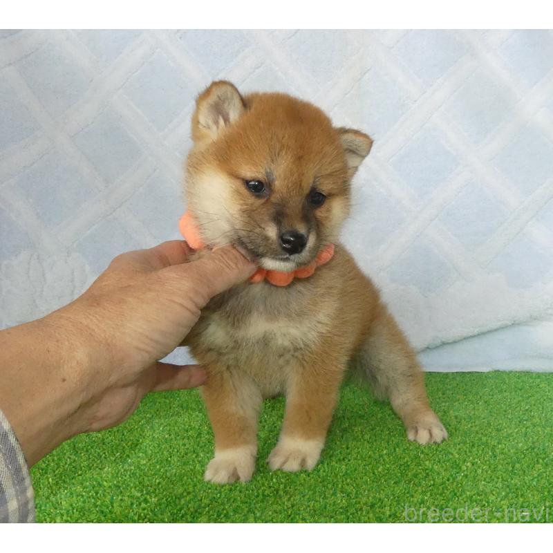販売中の静岡県の柴犬-441401の4枚目
