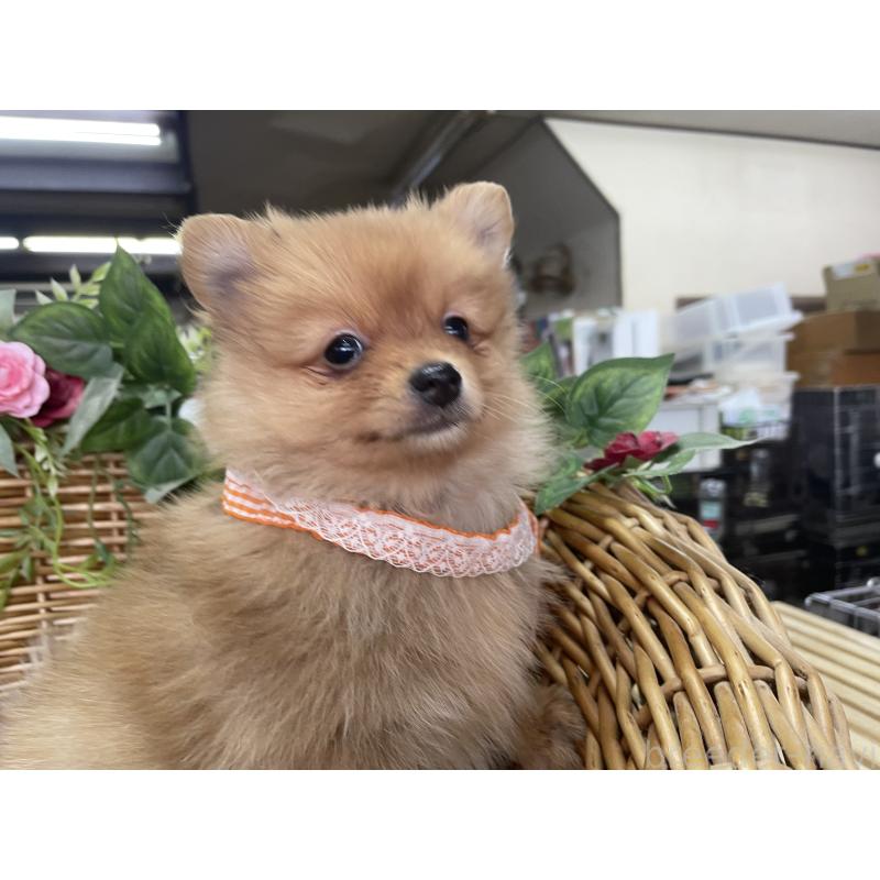 販売中の愛媛県のポメラニアン-441402の5枚目