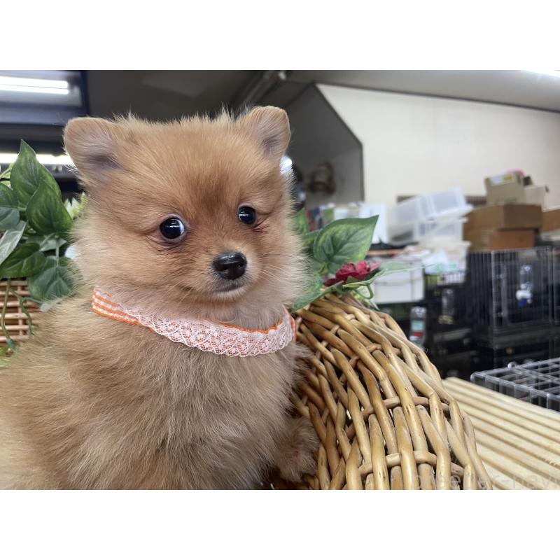 販売中の愛媛県のポメラニアン-441402の4枚目