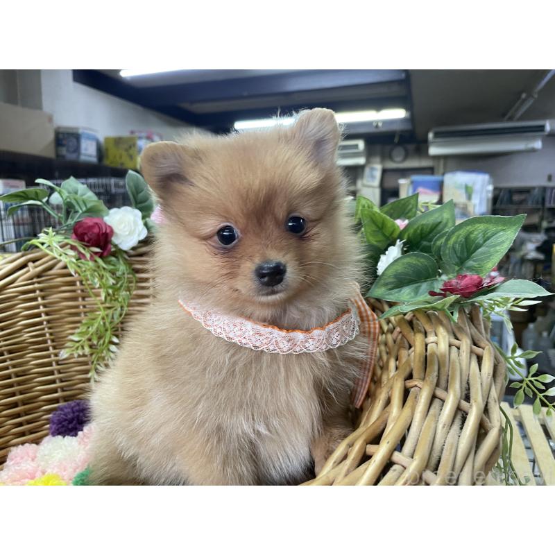 販売中の愛媛県のポメラニアン-441402の3枚目