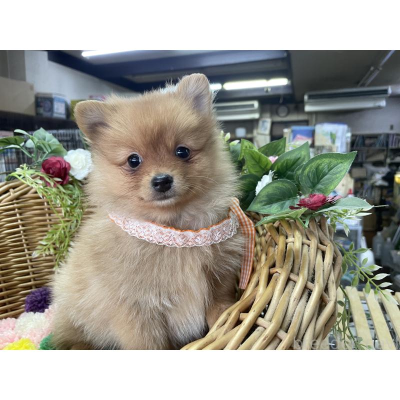 販売中の愛媛県のポメラニアン-441402の2枚目