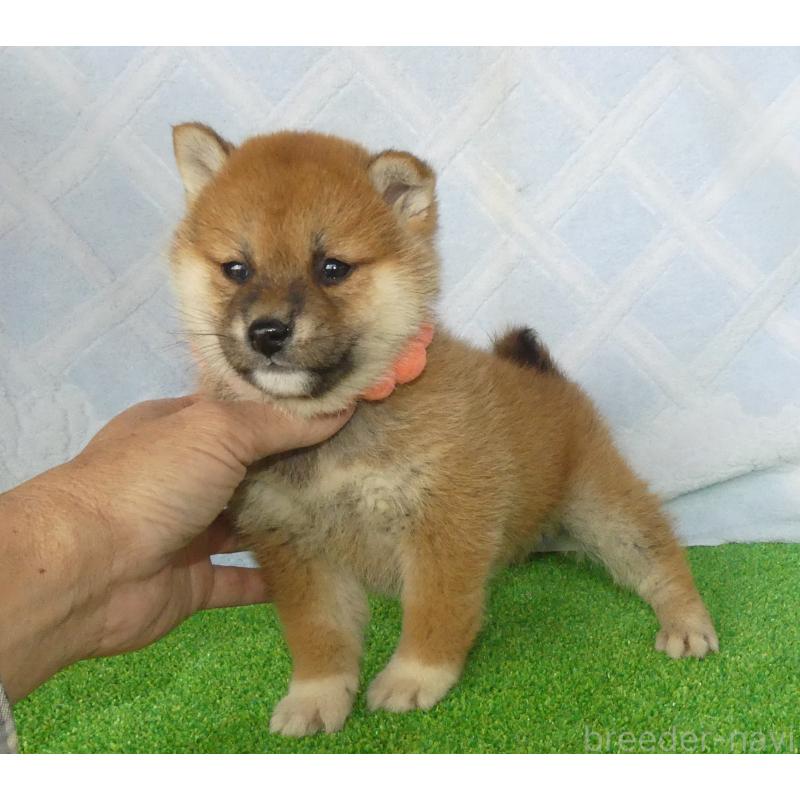 販売中の静岡県の柴犬-441401の2枚目