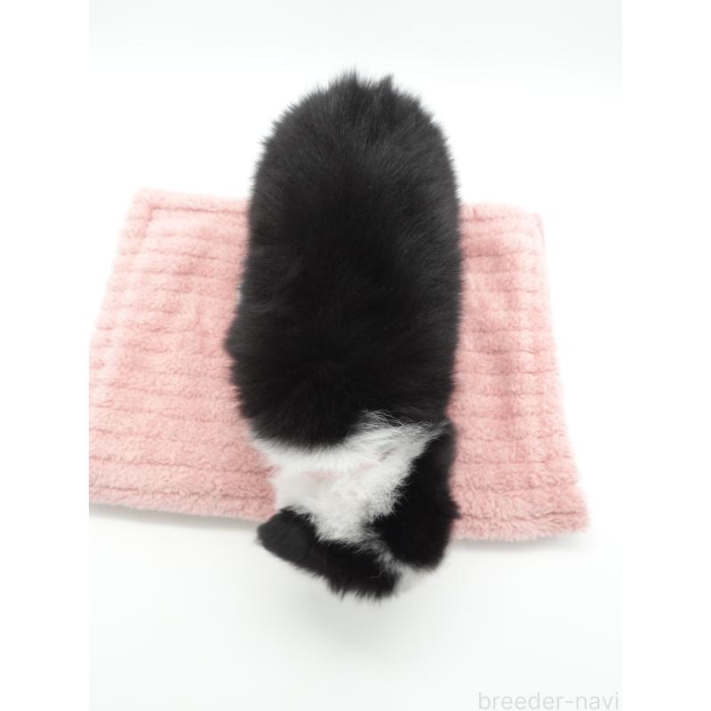 成約済の群馬県のボーダーコリー-439756の4枚目