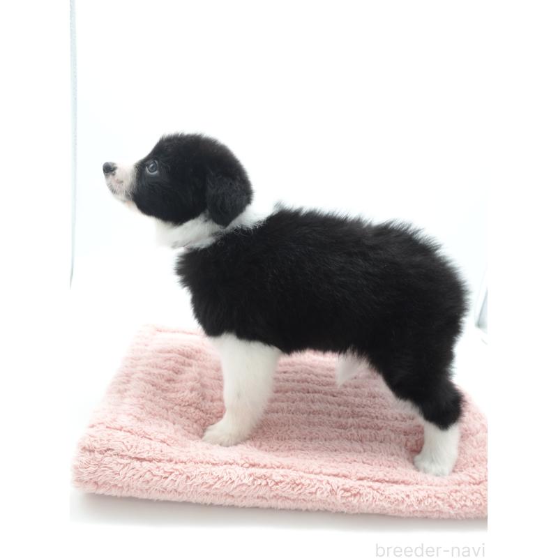 成約済の群馬県のボーダーコリー-439756の3枚目