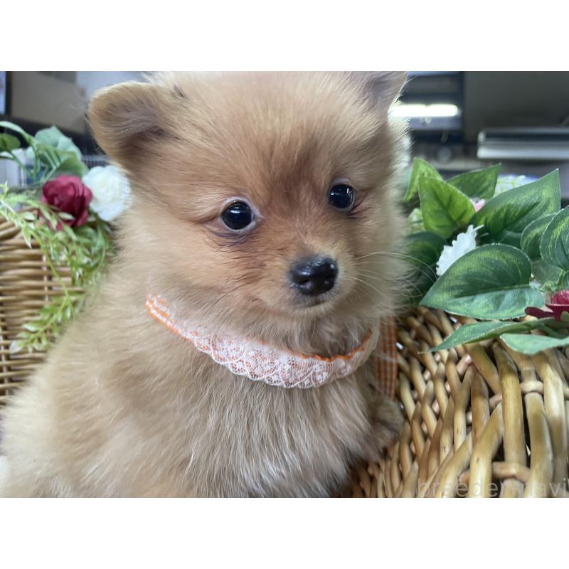 販売中の愛媛県のポメラニアン-441408の5枚目