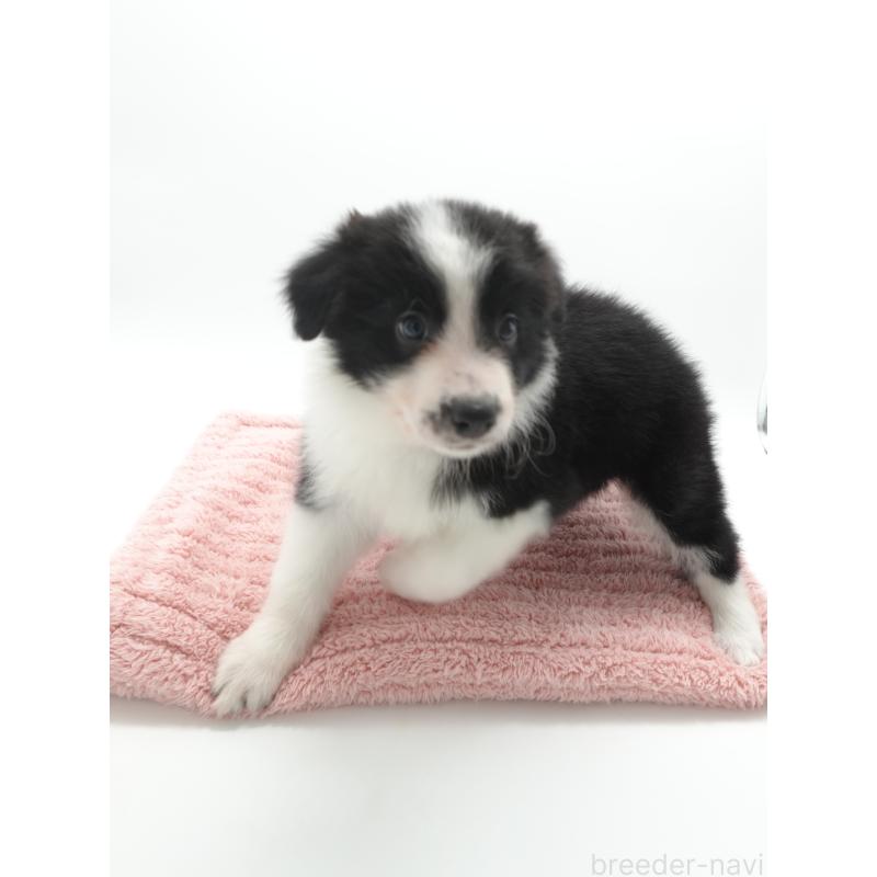 成約済の群馬県のボーダーコリー-439756の2枚目