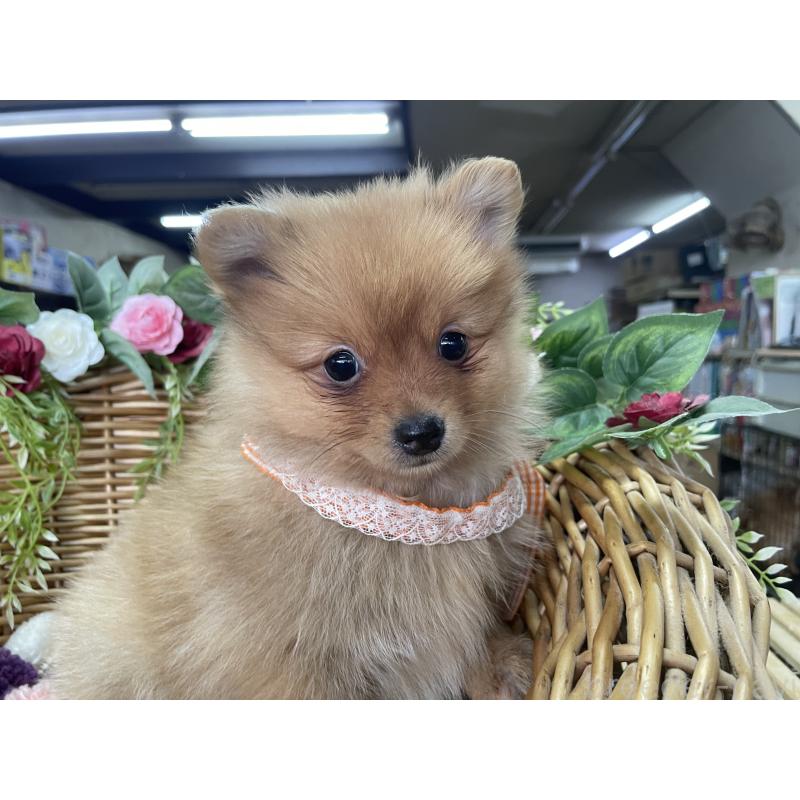 販売中の愛媛県のポメラニアン-441408の3枚目