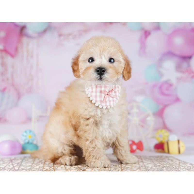 販売中の東京都のトイプードル-441403