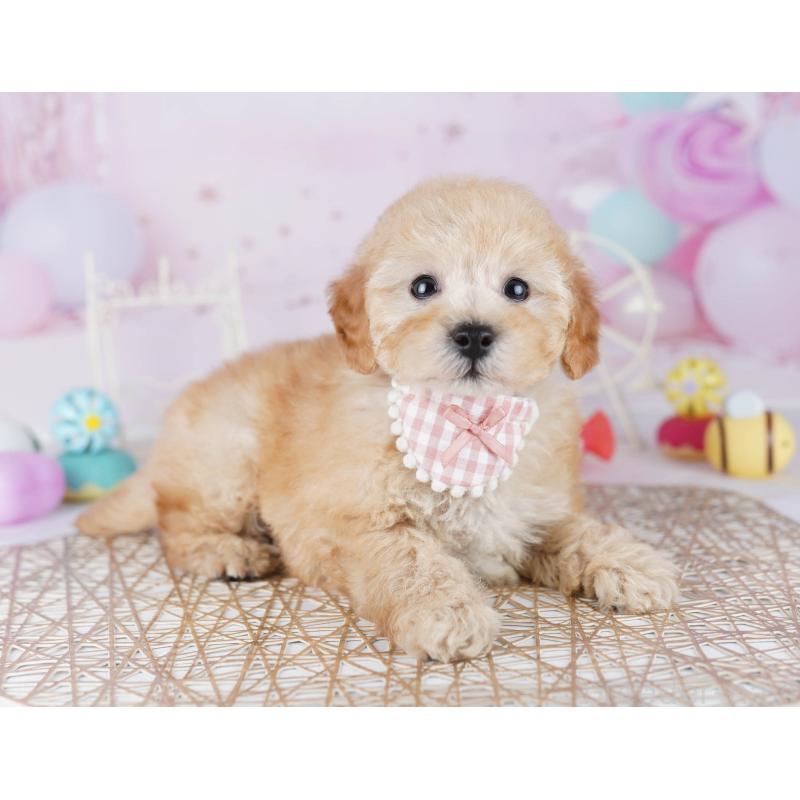 販売中の東京都のトイプードル-441403の6枚目