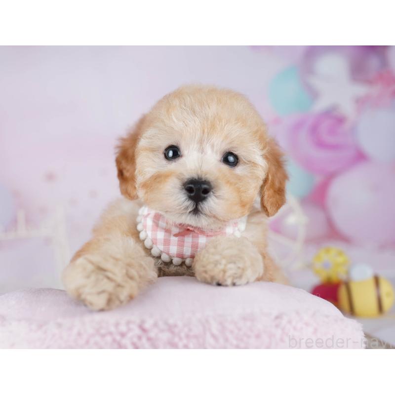 販売中の東京都のトイプードル-441403の5枚目