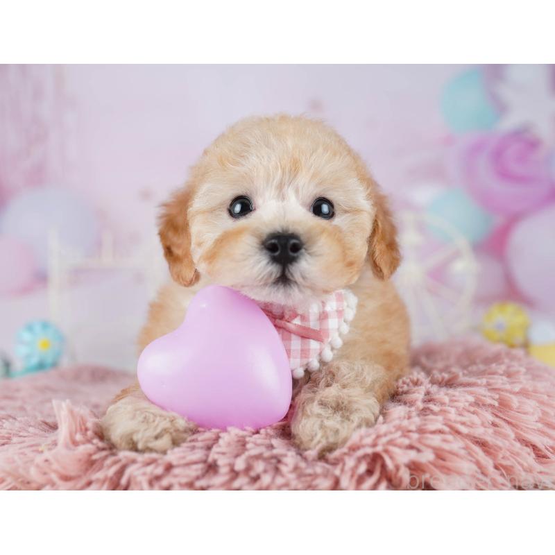 販売中の東京都のトイプードル-441403の4枚目