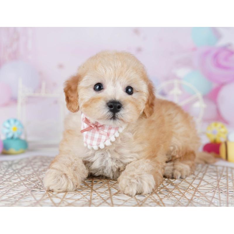 販売中の東京都のトイプードル-441403の3枚目