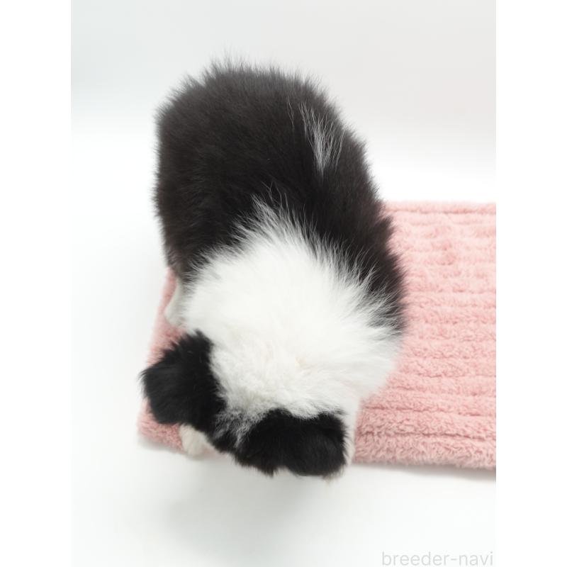 販売中の群馬県のボーダーコリー-433526の4枚目