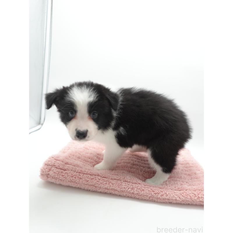 販売中の群馬県のボーダーコリー-433526の2枚目