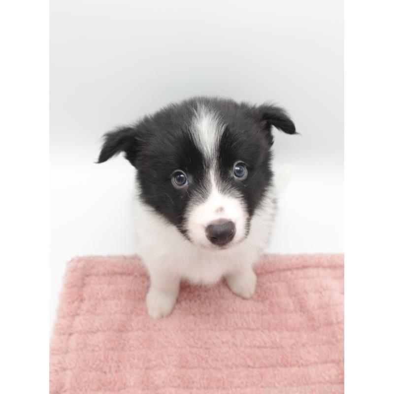 販売中の群馬県のボーダーコリー-433524の4枚目