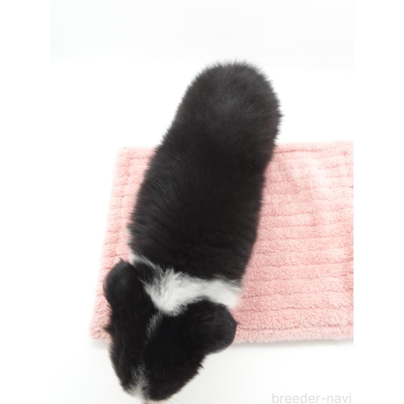 販売中の群馬県のボーダーコリー-433524の3枚目