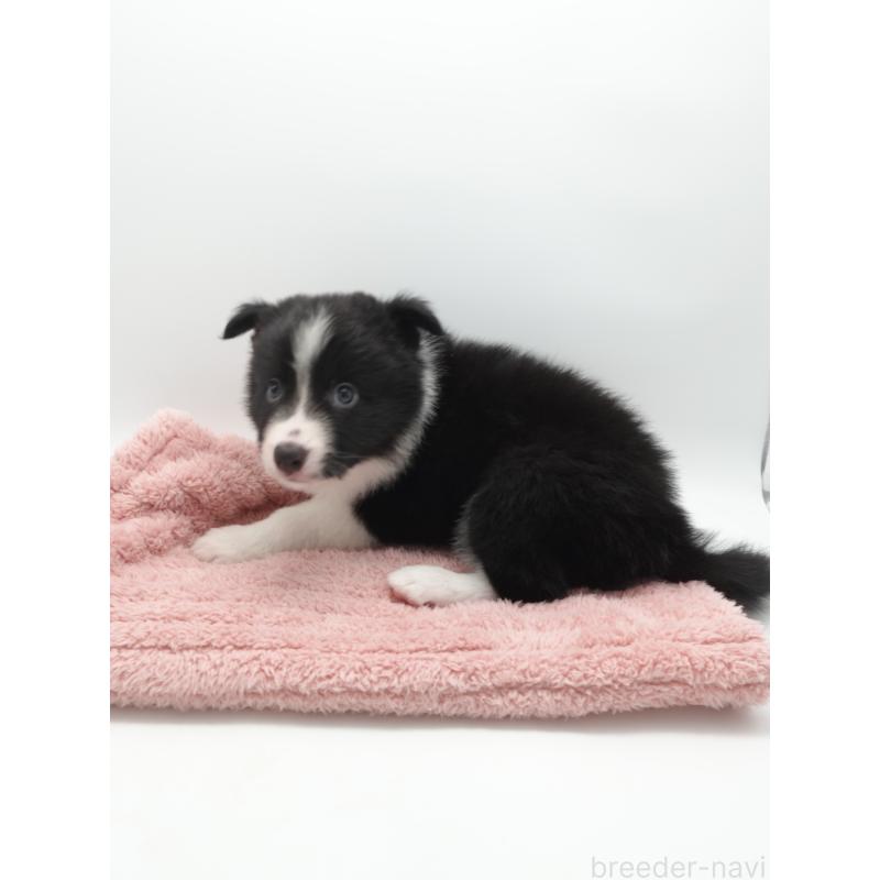 販売中の群馬県のボーダーコリー-433524の2枚目