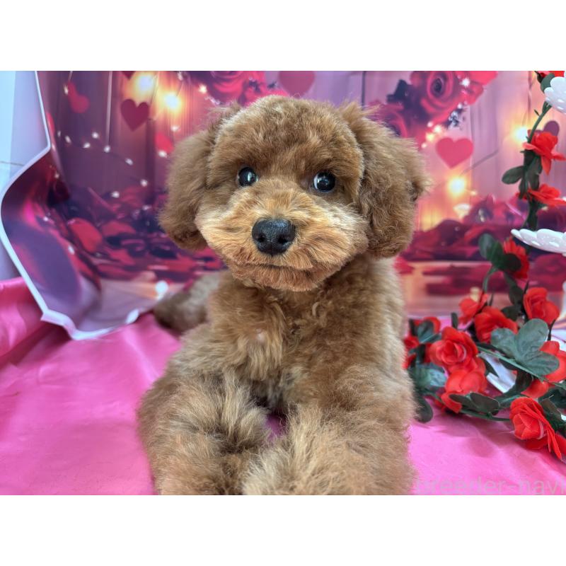 販売中の栃木県のトイプードル-423585